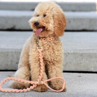 UNICORD DNA ORANGE LEASH