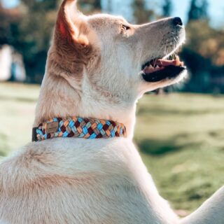 UNICORD COLOUR PARTY COLLAR