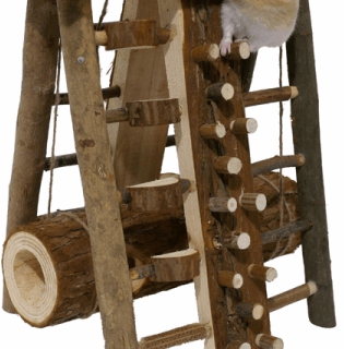 HAMSTER ACTIVITY ASSAULT COURSE