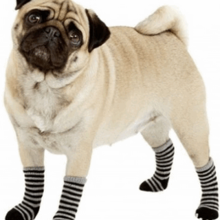 PET SOCKS X4