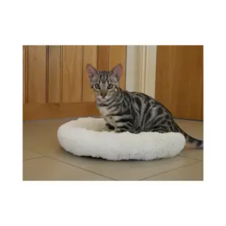 CREAM KITTEN SLEEPER