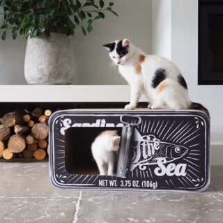 DISTRICT 70 - SARDINE BLACK