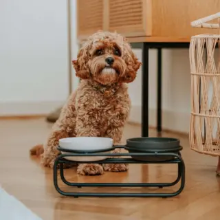 DISTRICT 70-BUTLER CAT BLACK