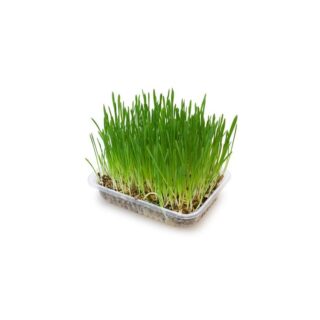 Arquivet Grass for Cats